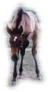 Foal